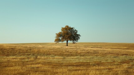 The nature of the majestic trees in the vast open field