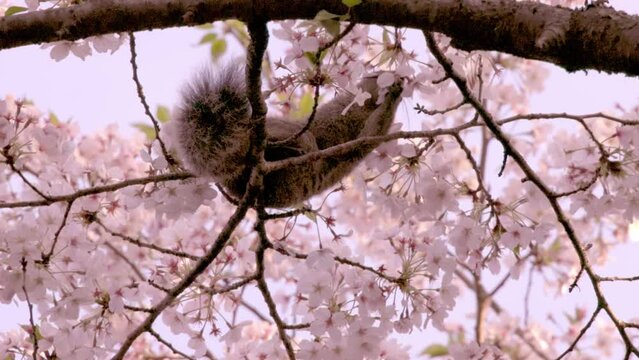 桜の樹の枝の上で花の蜜を舐める台湾リス