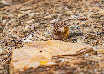 Busy Chipmonk