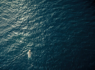 AI generated image, a photo of a polar bear swimming alone in the ocean, environment concept