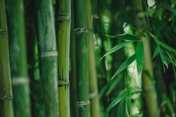 A tranquil bamboo forest with towering trunks swaying in the breeze.