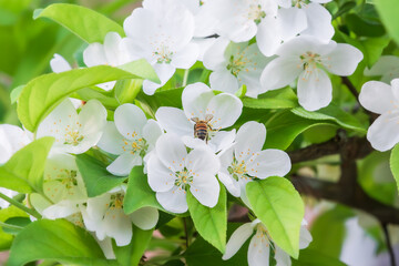 Crabapple flowers are in full bloom. And there are the bee. Malus prunifolia