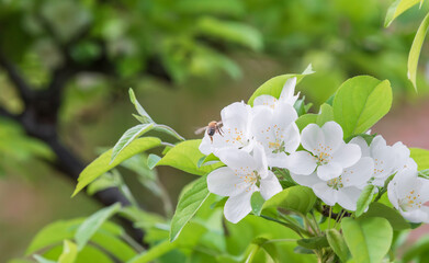 Crabapple flowers are in full bloom. And there are the bee. Malus prunifolia