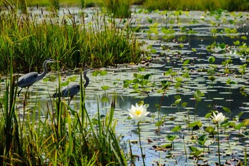 A vibrant wetland ecosystem with marsh grasses, water lilies and herons - obrazy, fototapety, plakaty