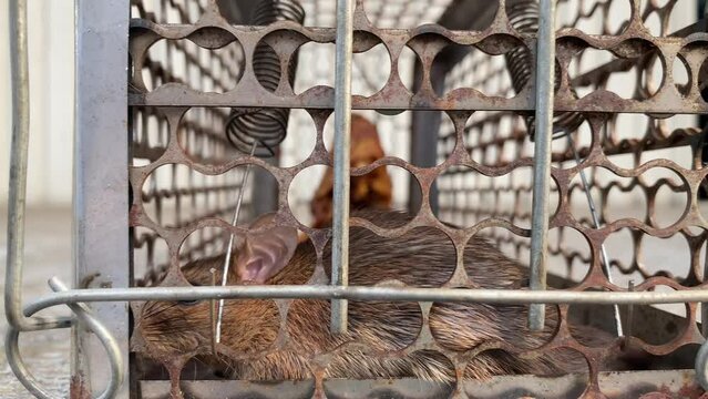 Close up of a Brown Rat, Rattus norvegicus, caught in a live trap,asian