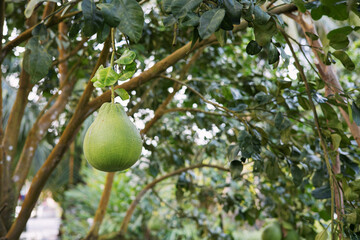 The pomelo fruit on the tree is growing.