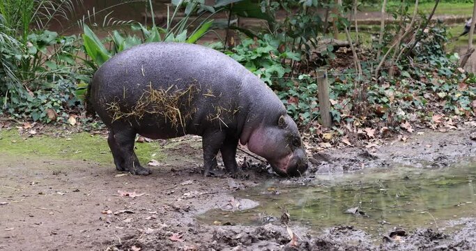 Hippopotamus near water edge engaging in natural behavior