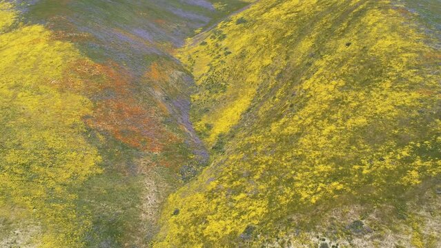 Drone footage of wildflower super bloom in California. Carrizo Plain National Monument, San Luis Obispo county. 2023, April, 24th.