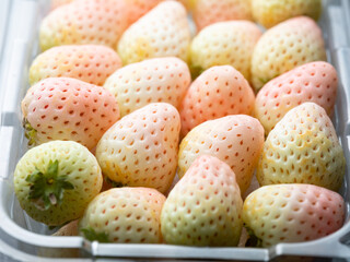 Pineberry, fresh white strawberries, 