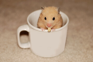 Golden hamster eating a snack in a white mug