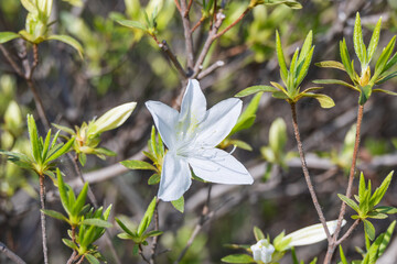 Korean azalea blooming in the spring sunlight. False rosebay, Rhododendron yedoense, poukhanense