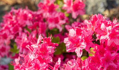 Korean azalea blooming in the spring sunlight. False rosebay, Rhododendron yedoense, poukhanense