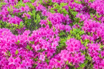 Poster This is a dark pink korean azalea flower in full bloom. False rosebay, Rhododendron yedoense, poukhanense © two K