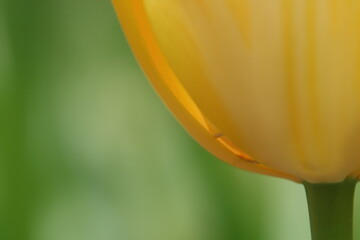 黄チューリップの花