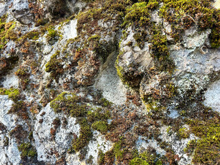 苔に覆われた石垣