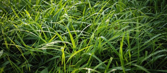 A close-up view of dew-covered thick grass in the early morning.