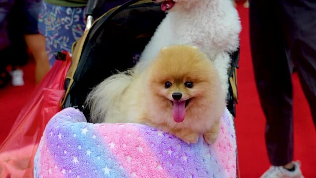 Pomeranian Spitz white terrier in a stroller with another dog