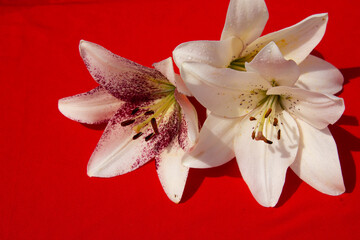 Beautiful lilies lie on the background on a sunny day.