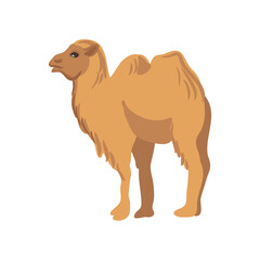 vector drawing Mongolian camel, cartoon animal isolated at white background, hand drawn illustration