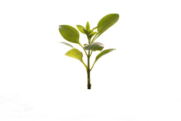 small tree on transaparent png file