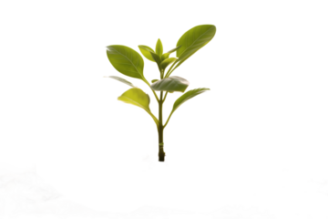 small tree on transaparent png file