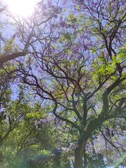 World Environment Day June 5,Día Mundial del Medio Ambiente 5 de junio 