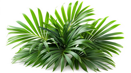 Beautiful Green leaves of tropical leaves plants isolated on white background.