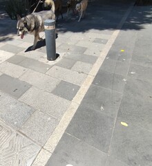 Brown, white dog walking through the city,Perro de color café, blanco paseando por la ciudad 
