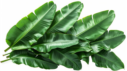 Beautiful Green leaves of banana leaves plants isolated on white background.