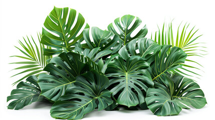 Beautiful Green leaves of tropical leaves plants isolated on white background.