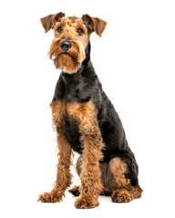 Airedale terrier dog sitting isolated on transparent background