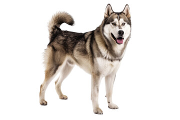 Alaskan malamute dog standing isolated on transparent background