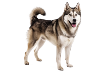 Alaskan malamute dog standing isolated on transparent background