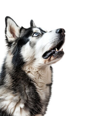 Confident alaskan malamute dog isolated on transparent background - obrazy, fototapety, plakaty