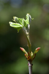 トチノキの新芽