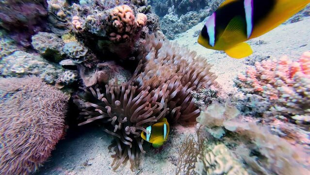 Underwater fish school yellow golden black white around coral marine sea bottom underwater scuba diving shot point of view