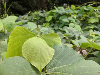 Mucuna bracteata is planted around the oil palm trees to control weeds