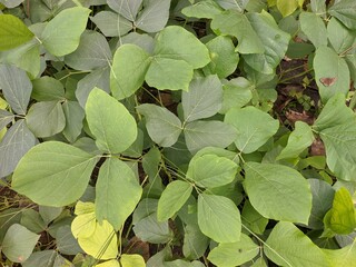 Mucuna bracteata is planted around the oil palm trees to control weeds