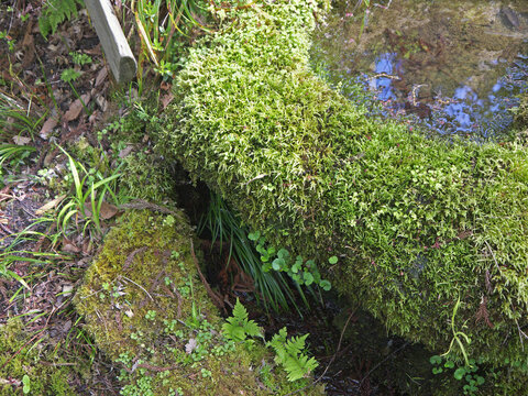 Very old stone tetsu bachi bowl with water in japanese garden totally overgrown with thick moss 
