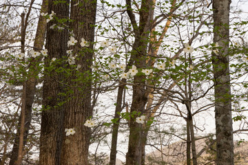 Obraz premium A scenic spring landscape view of blooming dogwood tree flowers in Lake Santeetlah, Nantahala National Forest, North Carolina. 