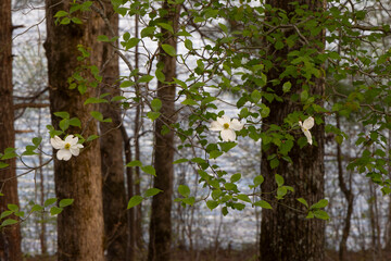 A scenic spring landscape view of blooming dogwood tree flowers in Lake Santeetlah, Nantahala National Forest, North Carolina. 
