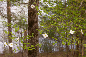 Obraz premium A scenic spring landscape view of blooming dogwood tree flowers in Lake Santeetlah, Nantahala National Forest, North Carolina. 