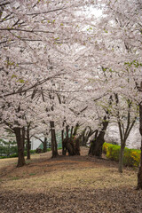 spring in the park