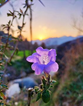 Strobilanthes callosa flower on the sunset 