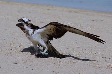 osprey with prey on the beach