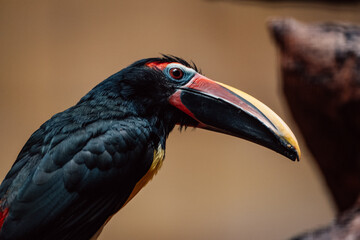 Fototapeta premium A close-up of a toucan, its striking beak a splash of color in the tropical milieu