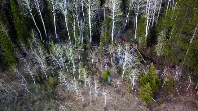 Aerial: Drone Tilt Down Shot Of Bare And Green Trees In Jungle On Rock Formation - Flathead National Forest, Montana