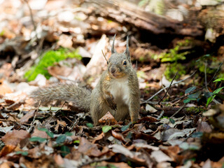 地面を歩くニホンリス