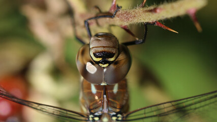 Herbst Mosaikjungfer - Migrant Hawker © Studio M. Brix