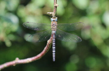 Herbst Mosaikjungfer - Migrant Hawker